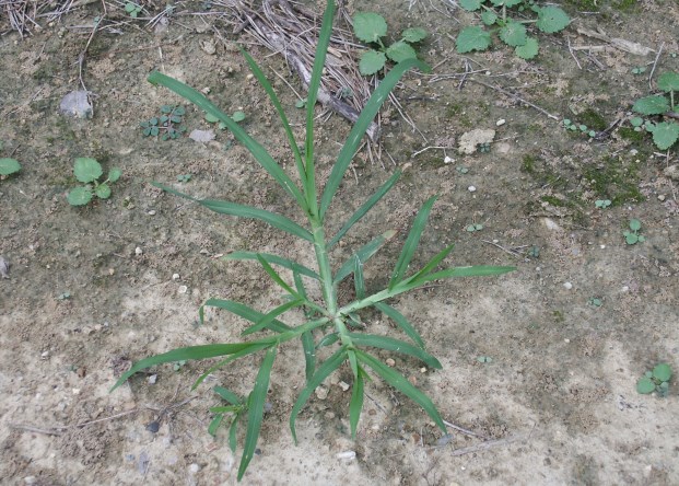 goosegrass 1jpg